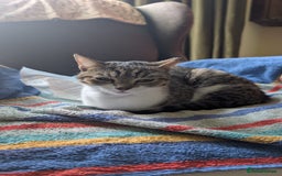 Mixed Breed cats for adoption: Rescue kitten needs forever home - Image 1