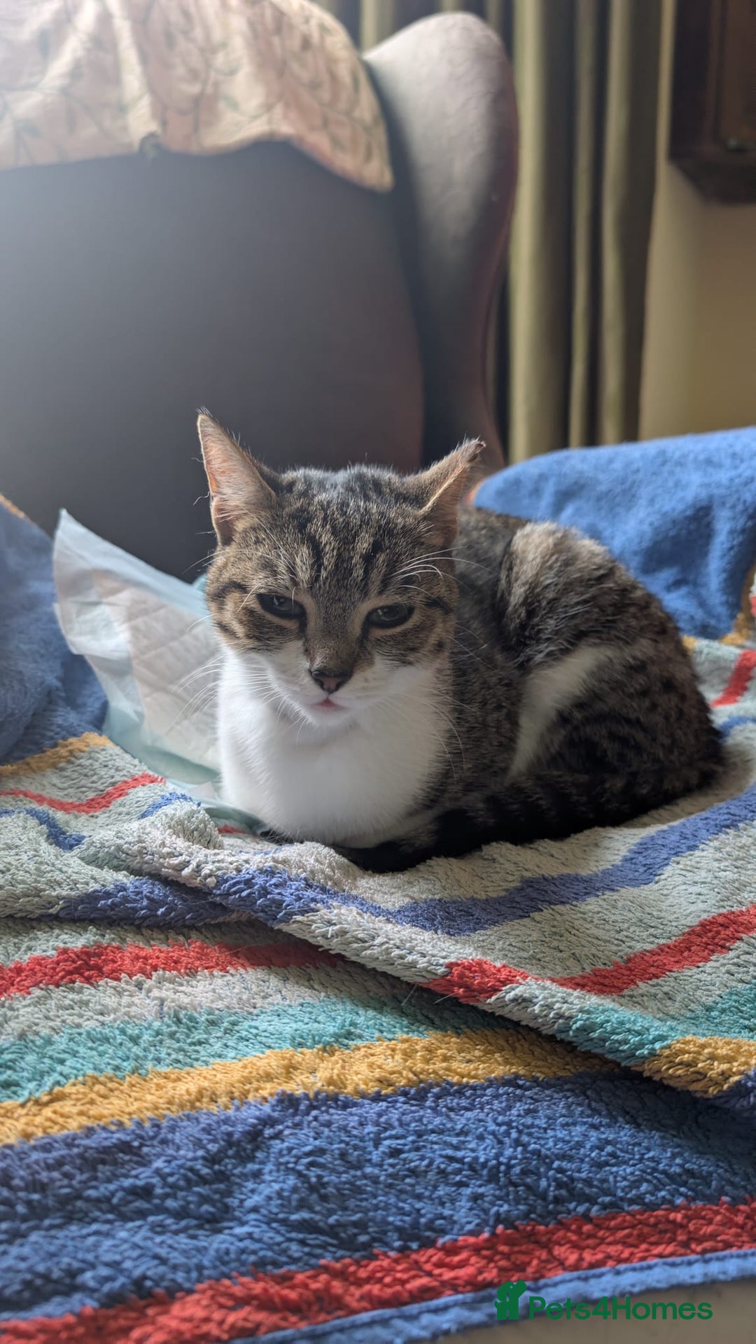 Mixed Breed cats for adoption: Rescue kitten needs forever home - Image 1