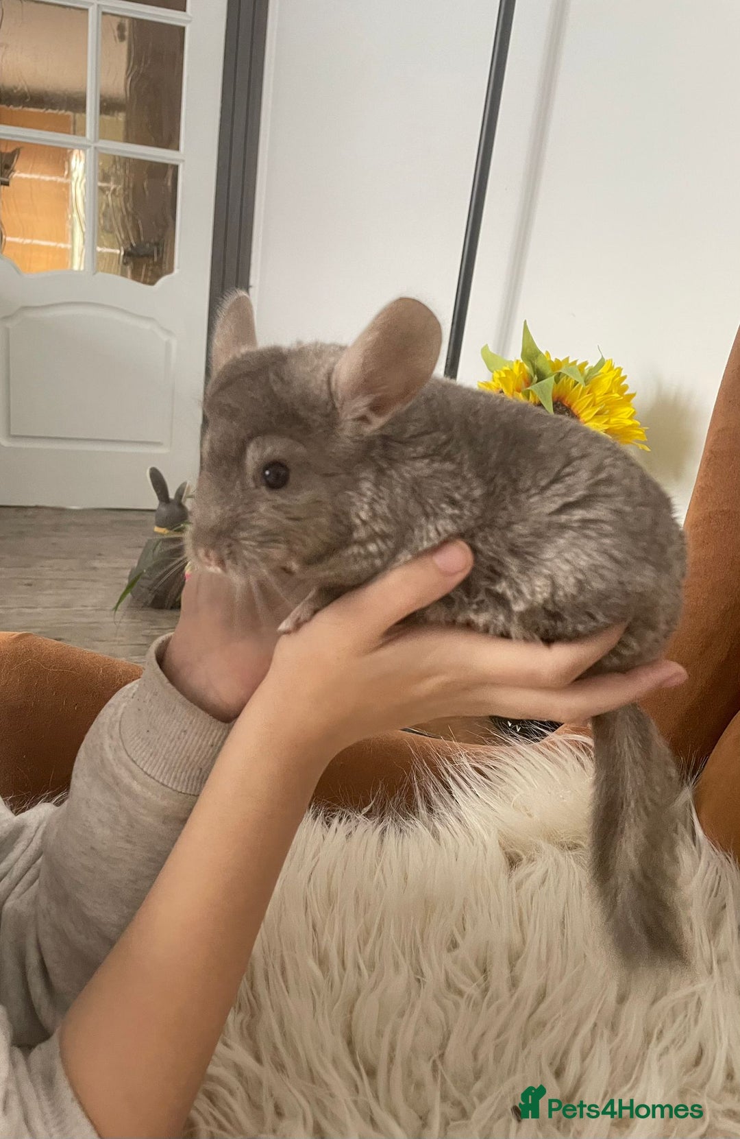 Chinchilla rodents for sale: Boy chinchilla for sale - Image 3