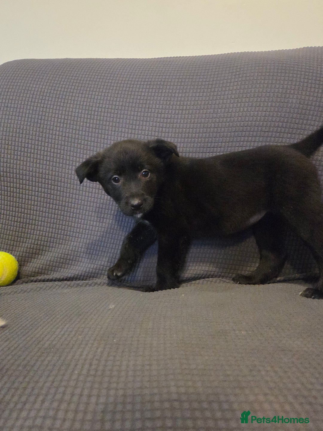 Australian Kelpie dogs for sale: Kelpie x pups - Advert 4