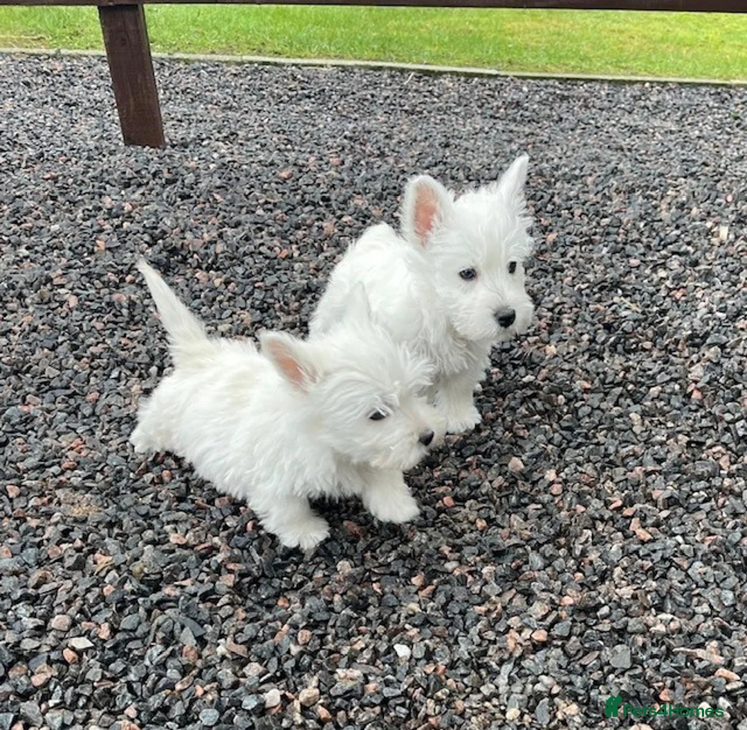 West Highland Terrier dogs for sale: WEST HIGHLAND TERRIER PUPPIES - Advert 4