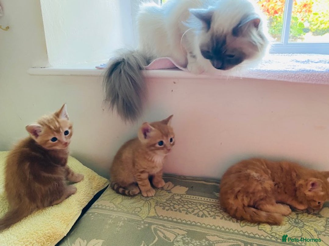 Ragcoon cats for sale: Beautiful Ginger Tabby Ragcoon kitten for sale  - Image 6