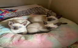 Siamese cats for sale: Siamese kittens - Image 5