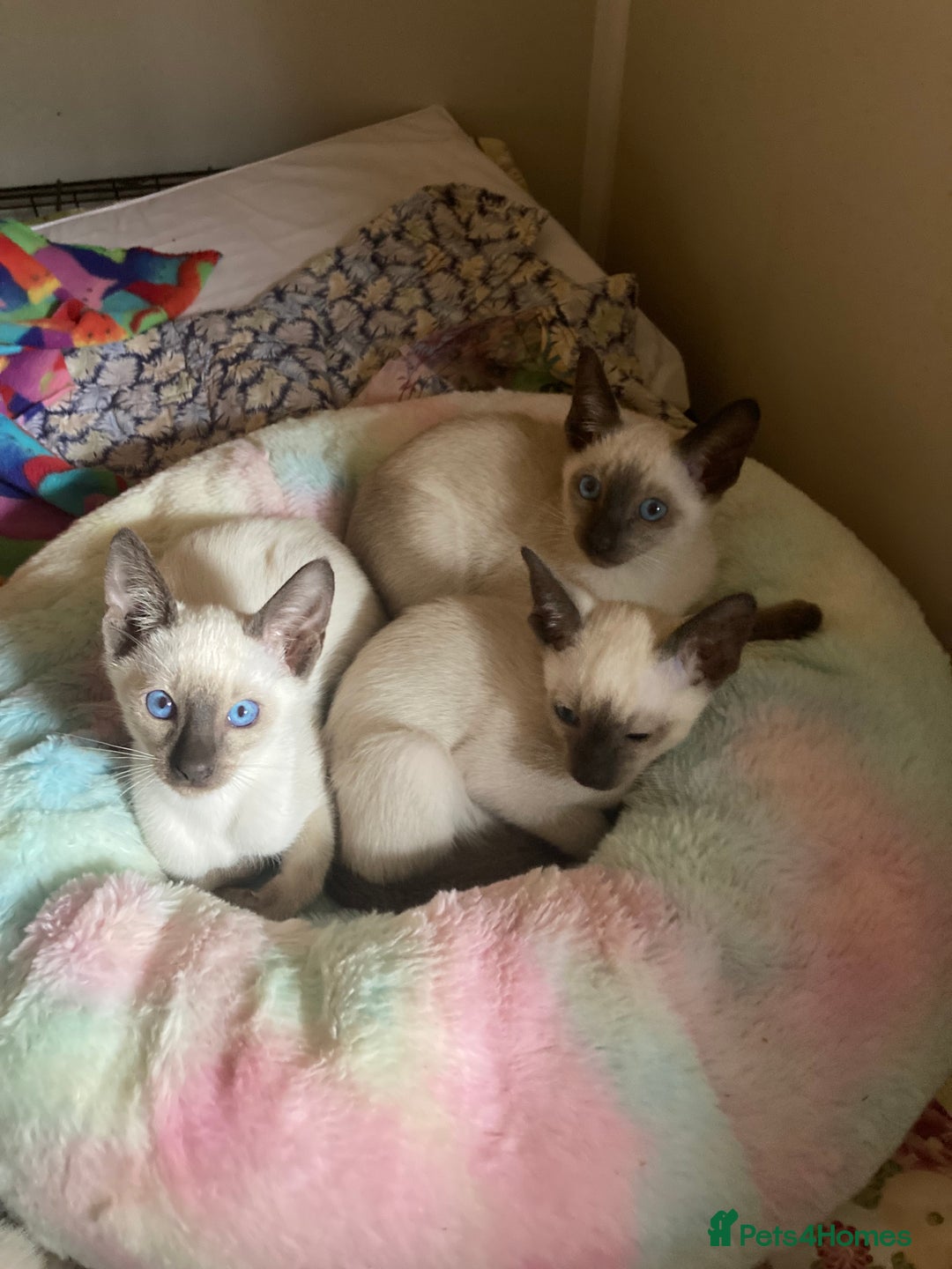 Siamese cats for sale: Siamese kittens - Image 5
