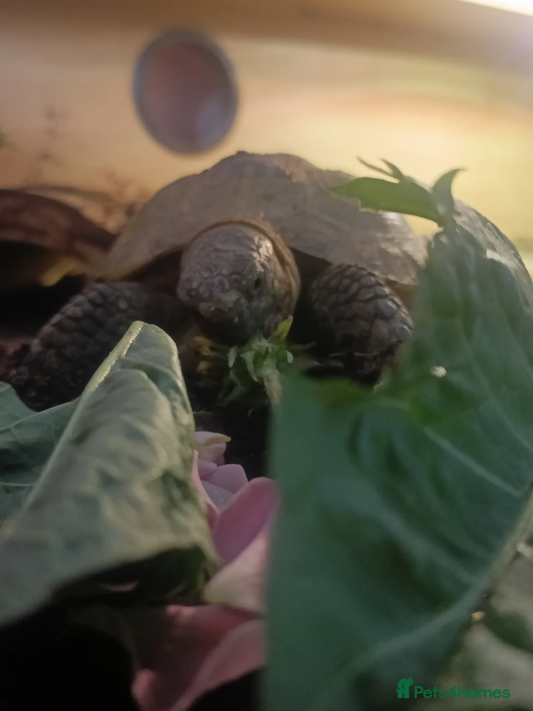 Tortoise reptiles for sale: Horsefield tortoise  in Barnsley - Advert 1