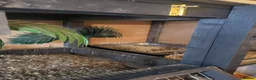 Quail poultry for sale: Quails and full set up - Advert 17