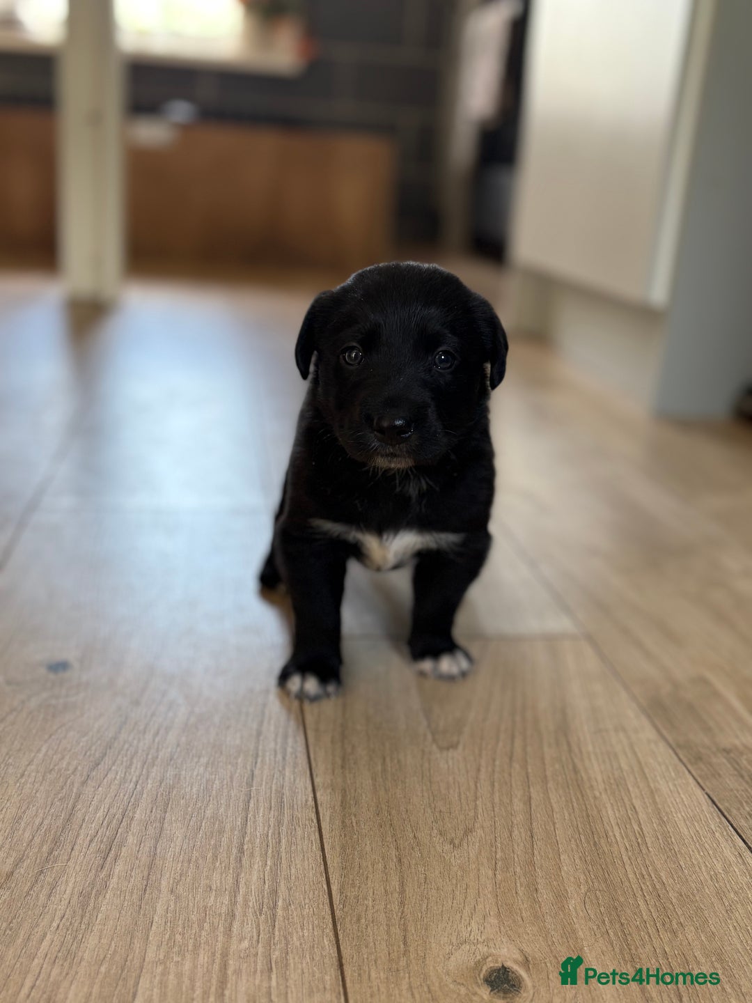 Mixed Breed dogs for sale: Lab x collie bitch  - Image 6