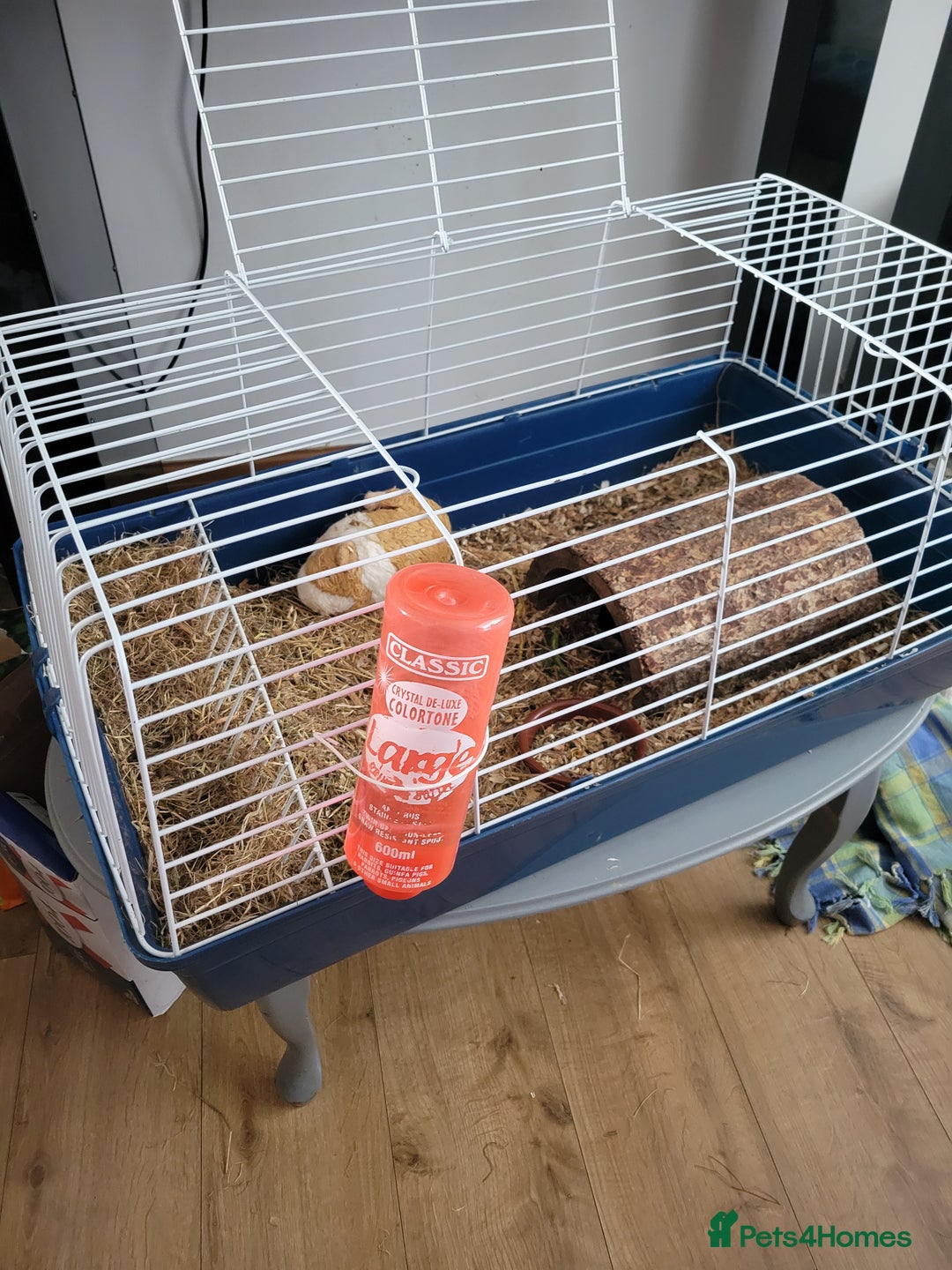 Guinea Pig rodents for sale: 4 mnth old male GPig with Cage, Food & Bedding - Advert 12