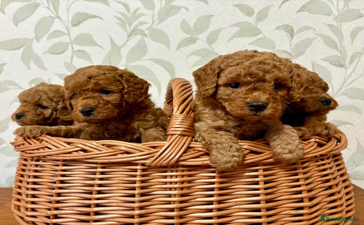 Toy Poodle dogs - Advert 3