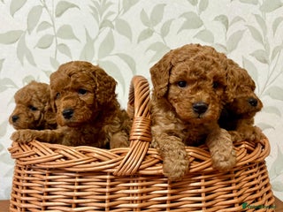 Toy Poodle dogs - Advert 8
