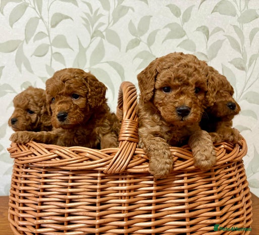 Toy Poodle dogs - Advert 3