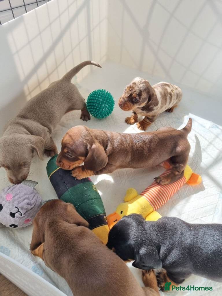 Miniature Dachshund dogs STUNNING MINIATURE DACHSHUNDS PUPPIES FOR SALE - Advert 1