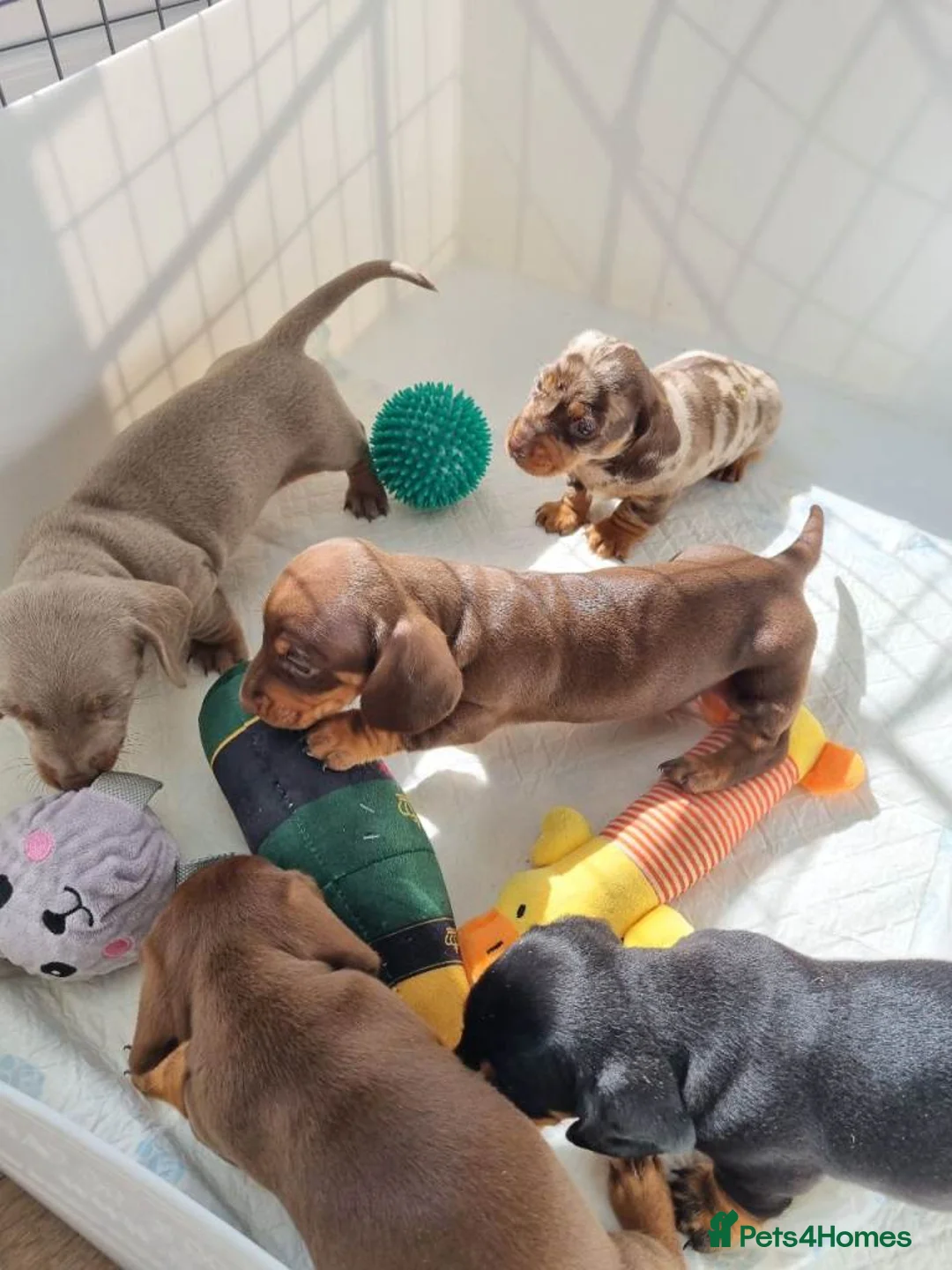 Miniature Dachshund dogs for sale: STUNNING MINIATURE DACHSHUNDS PUPPIES FOR SALE in Wolverhampton - Advert 1