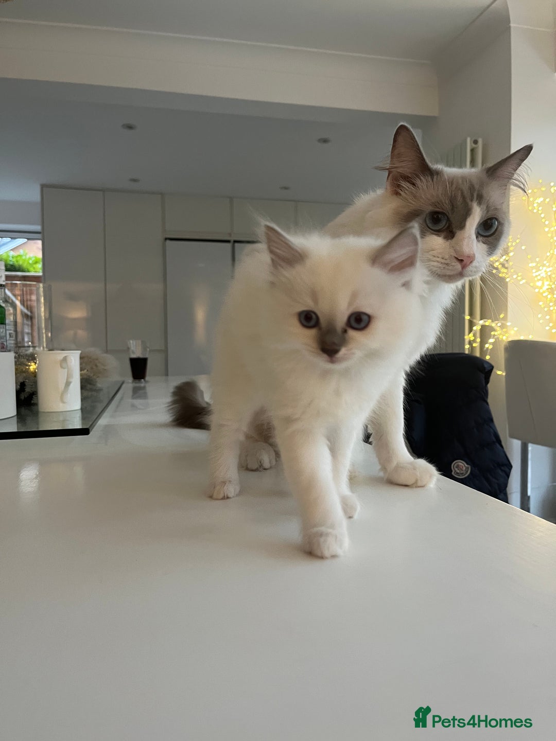 Ragdoll cats for sale: Ragdoll Kittens Available January 2026 - Advert 13