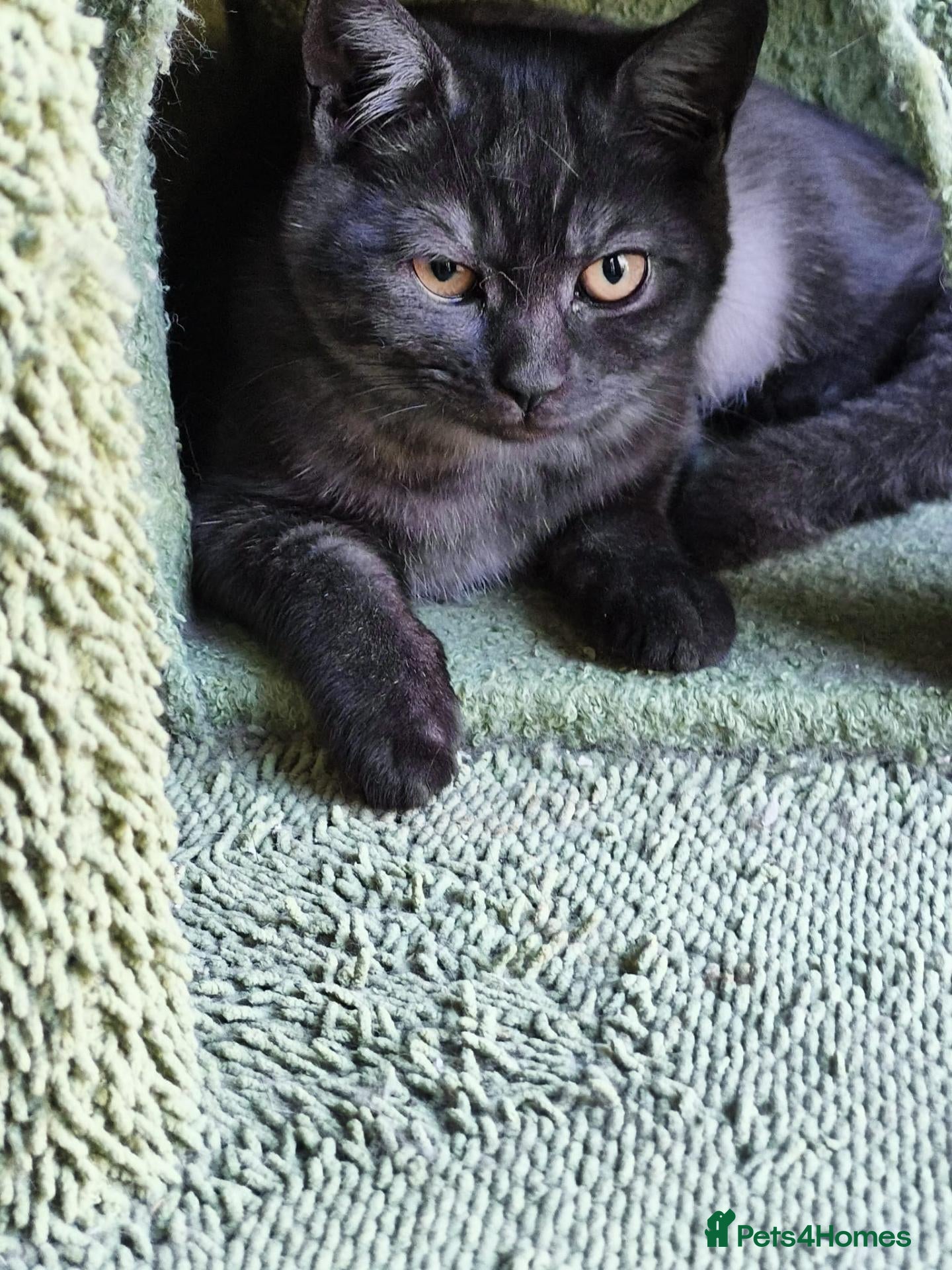 British Shorthair cats British Shorthair Kittens Ready To Go - Advert 2