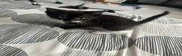 Mixed Breed cats for sale: Little cuties need new homes in Bordon - Advert 2
