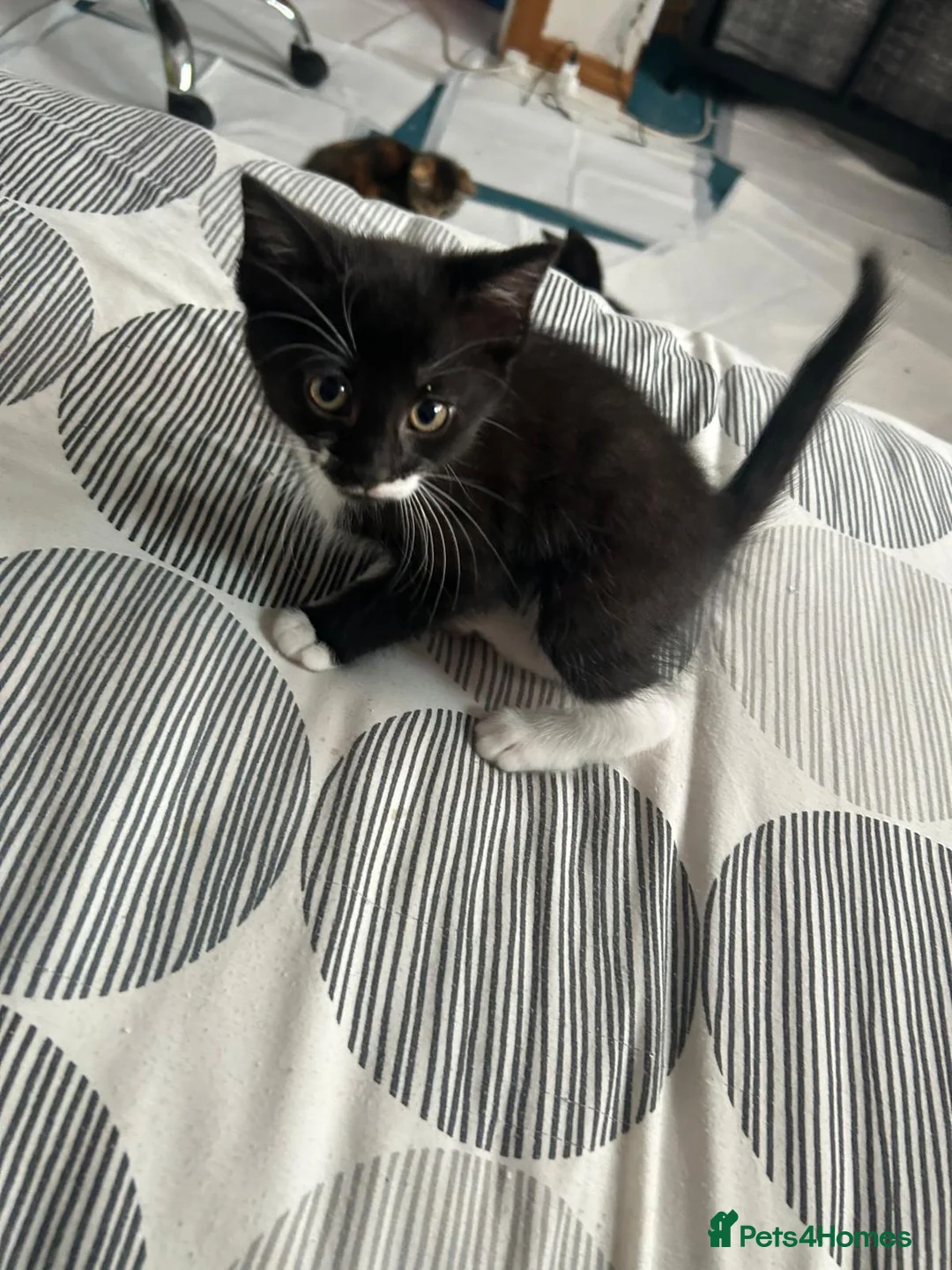 Mixed Breed cats for sale: Little cuties need new homes in Bordon - Advert 2