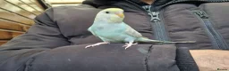 Budgerigars birds for sale: Super silly hand tamed budgies for sale  - Advert 6