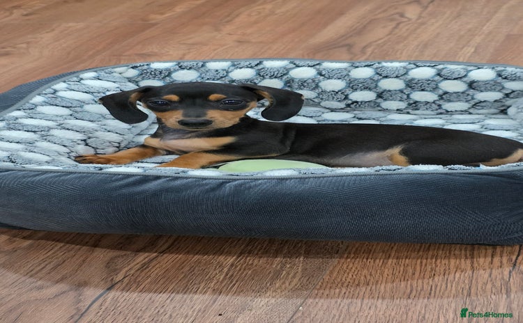 Dachshund dogs - Advert 3