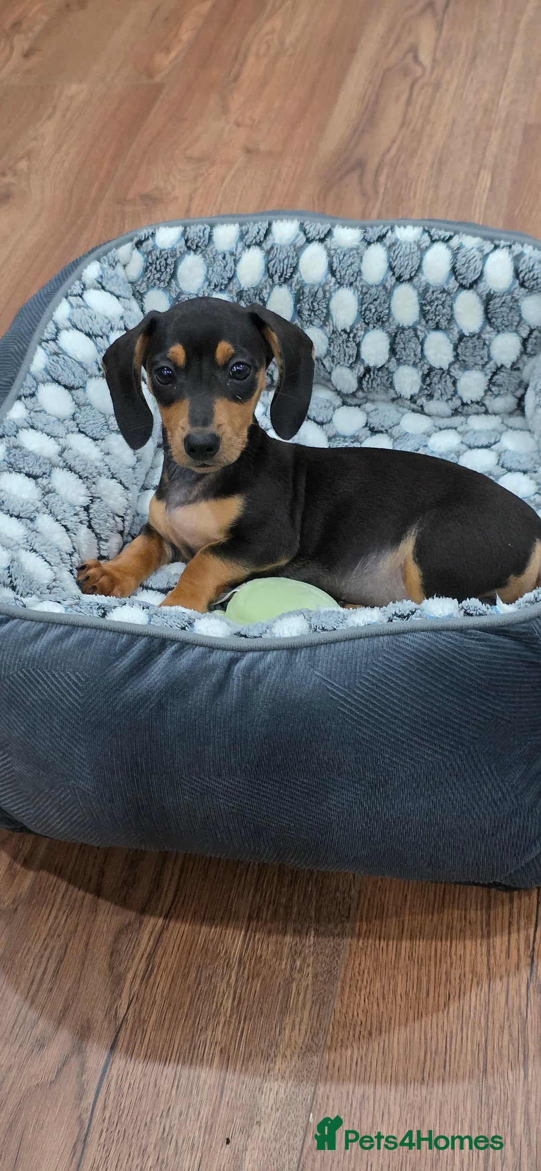 Dachshund dogs for sale: Dachshund puppy Male - Image 1
