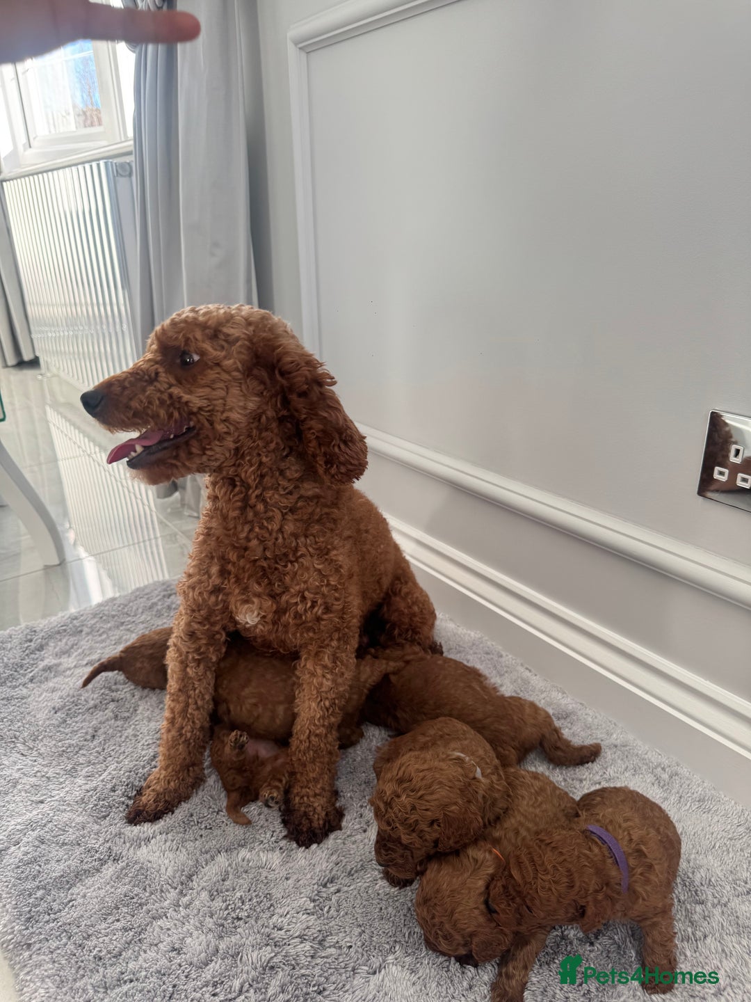 Cockapoo dogs for sale: ✨ Stunning F1b Cockerpoo Puppies Available ✨ - Advert 3