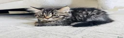 Mixed Breed cats for sale: Female Ragdoll X ready for a new home. - Advert 3