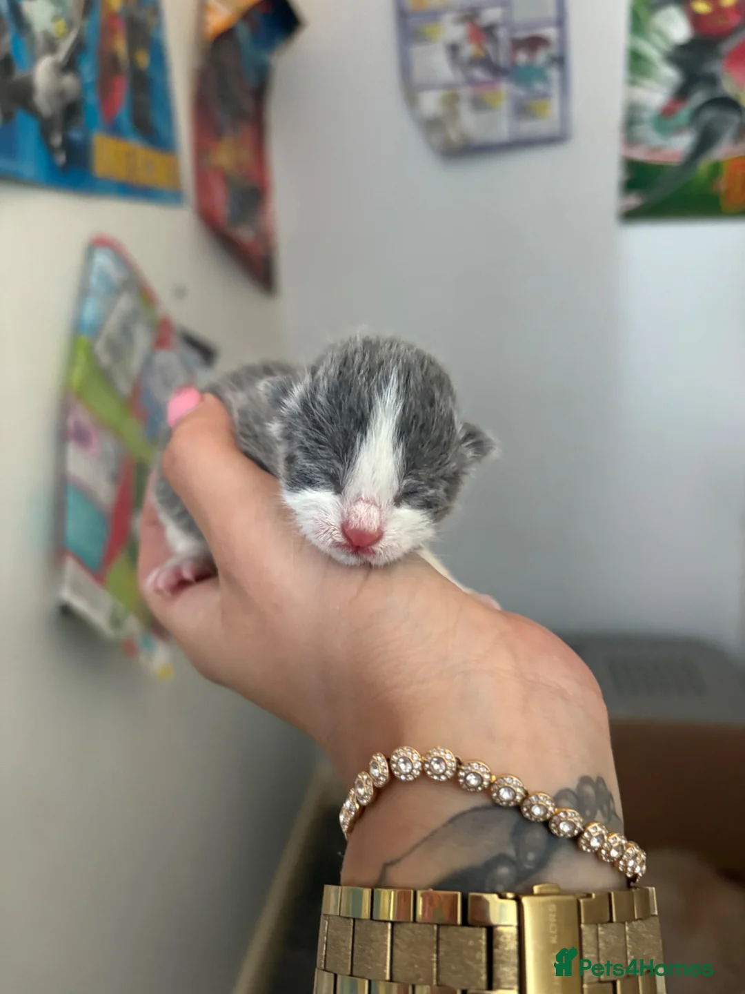 Mixed Breed cats for sale: Ragdoll X - Advert 11