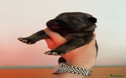 German Shepherd dogs for sale: Beautiful Working Line German Shepherd Puppies - Image 6