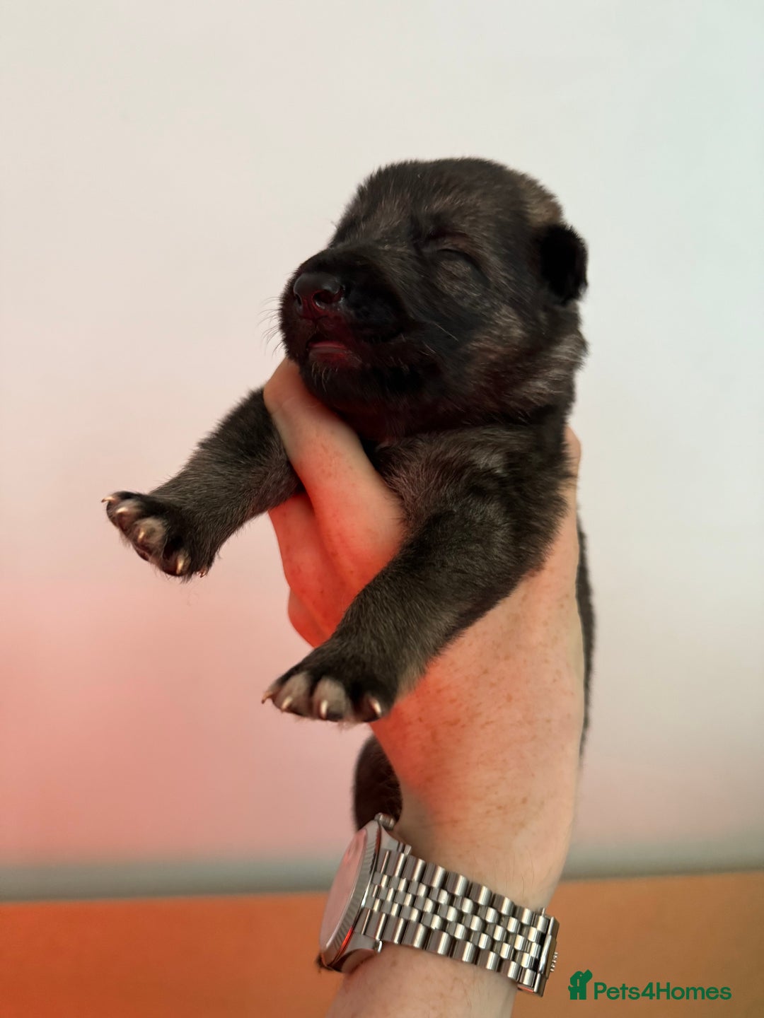 German Shepherd dogs for sale: Beautiful Working Line German Shepherd Puppies - Image 6
