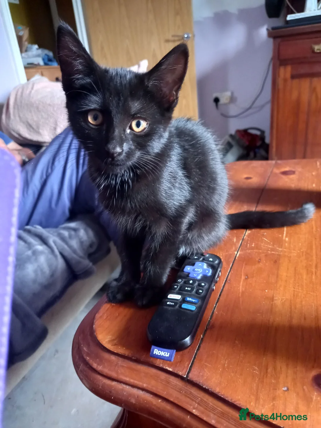 Mixed Breed cats for sale: Gorgeous kittens for sale  - Advert 31