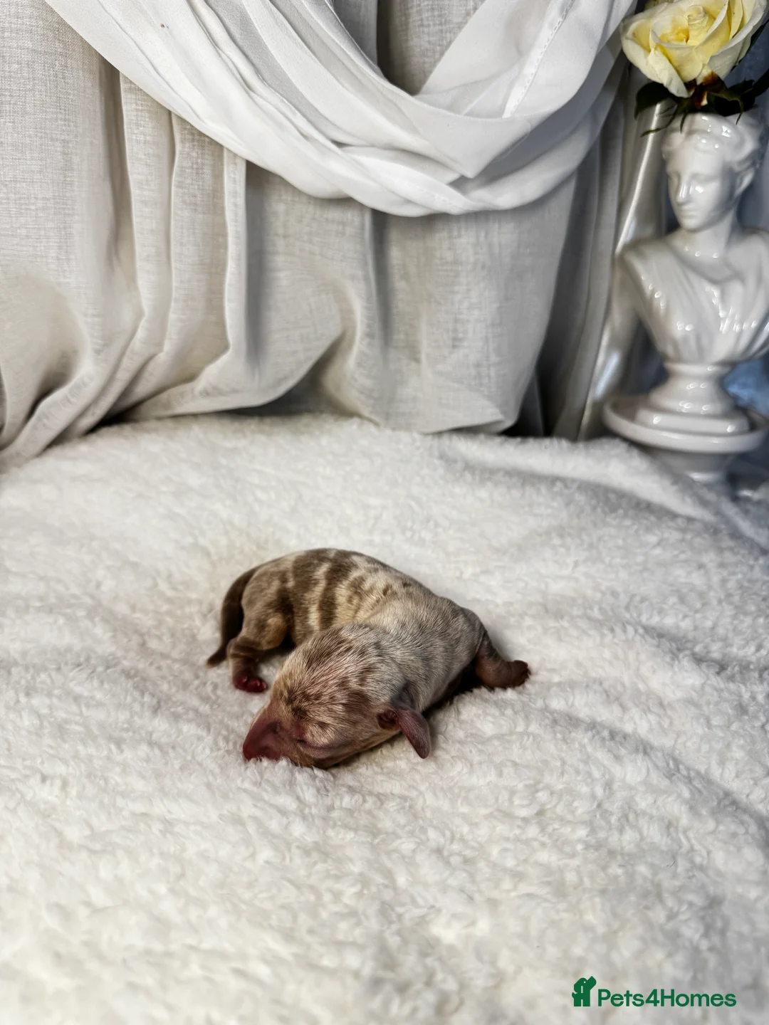 Miniature Dachshund dogs for sale: MINI DACHSHUND PUPPIES💕 KC REGISTERED/PRA CLEAR  - Advert 23