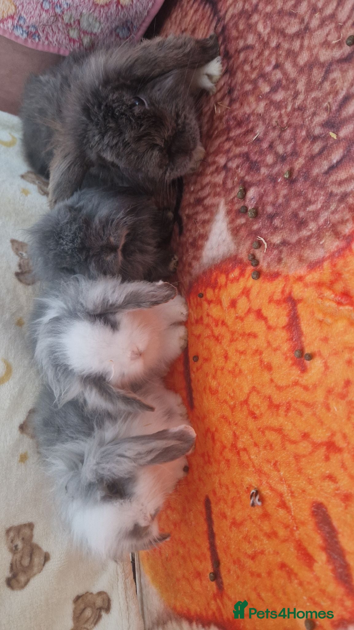 Mini Lion Lop rabbits 4 rabbits to good home  - Advert 8