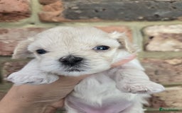 Maltipoo dogs for sale: 🐾 🐾3 Beautiful Maltipoo Girls Available! 🐾 - Image 23