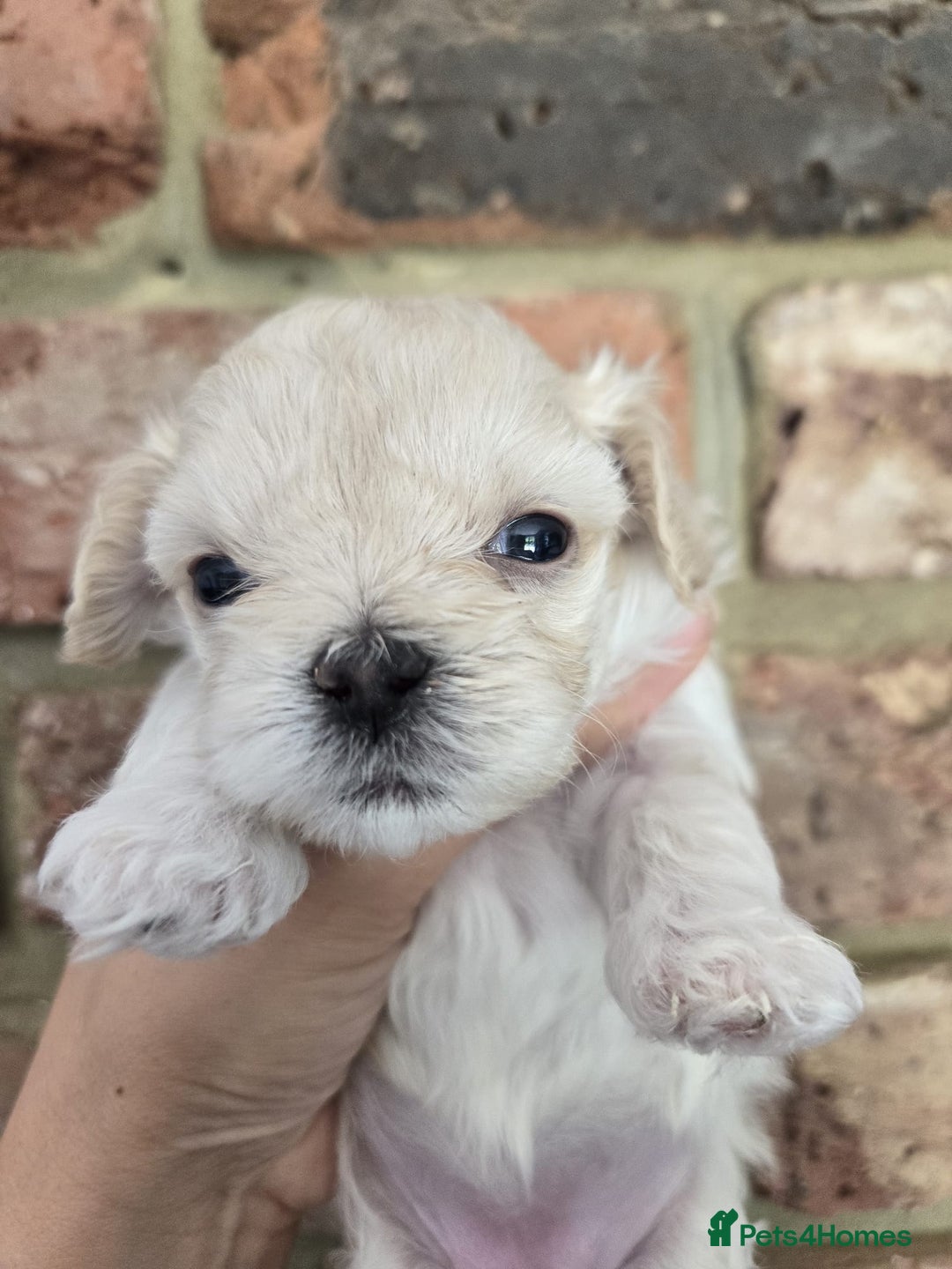 Maltipoo dogs for sale: 🐾 🐾3 Beautiful Maltipoo Girls Available! 🐾 - Image 23