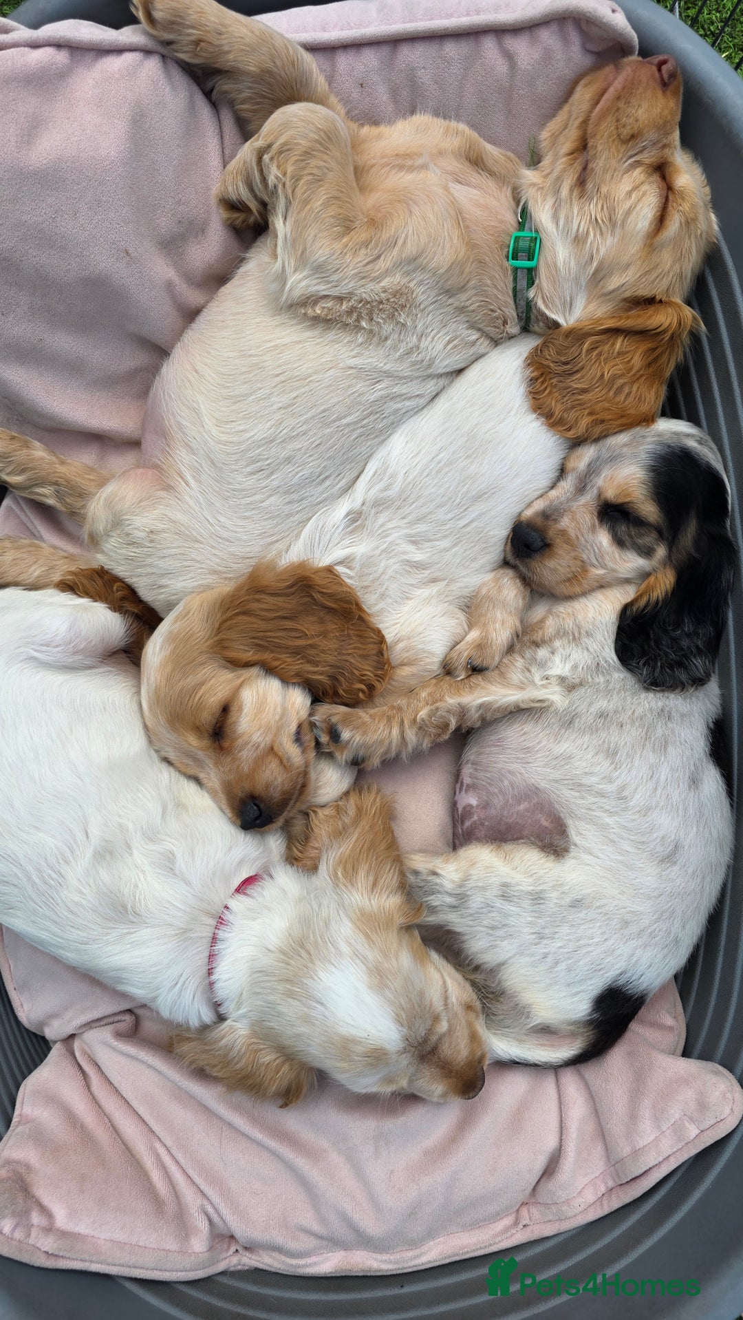 Cocker Spaniel dogs for sale: SHOW COCKERS READY NOW LAST LEMON BOY AND GIRL - Image 3