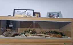 Corn Snake reptiles for sale: Adult corn snakes - Image 4