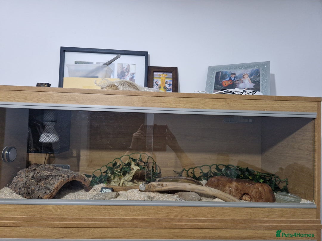 Corn Snake reptiles for sale: Adult corn snakes - Image 4