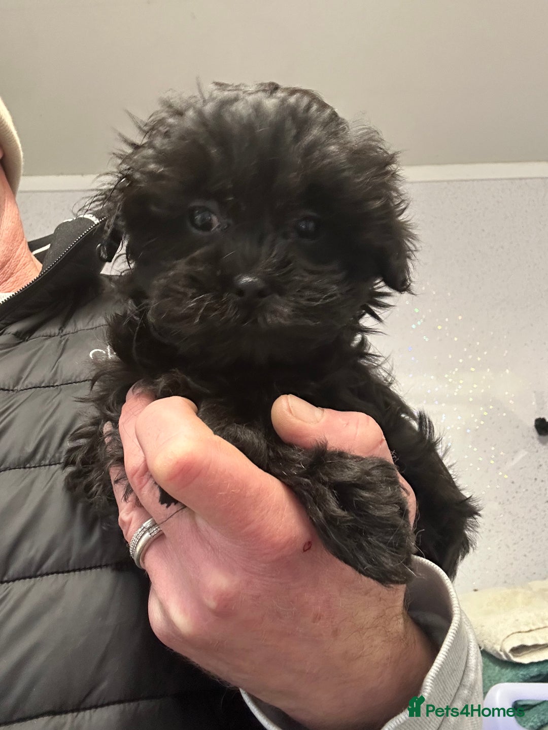 Shihpoo dogs for sale: Stunning shihpoo puppy’s ready now  - Advert 3