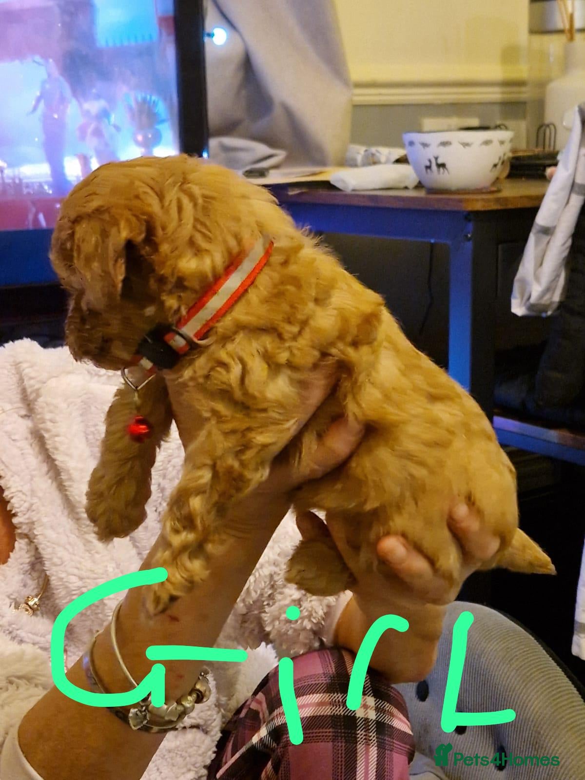 Cavapoo dogs Kavapoo - Advert 1