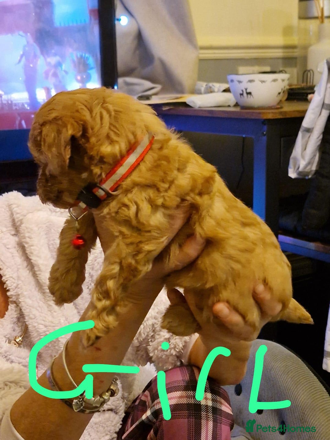 Cavapoo dogs for sale: Kavapoo - Advert 1