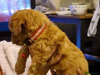 Cavapoo dogs Kavapoo - Advert 10