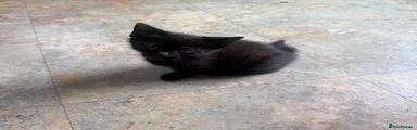 Mixed Breed 1