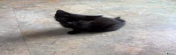 Mixed Breed cats for sale: Kittens  in Preston - Advert 2