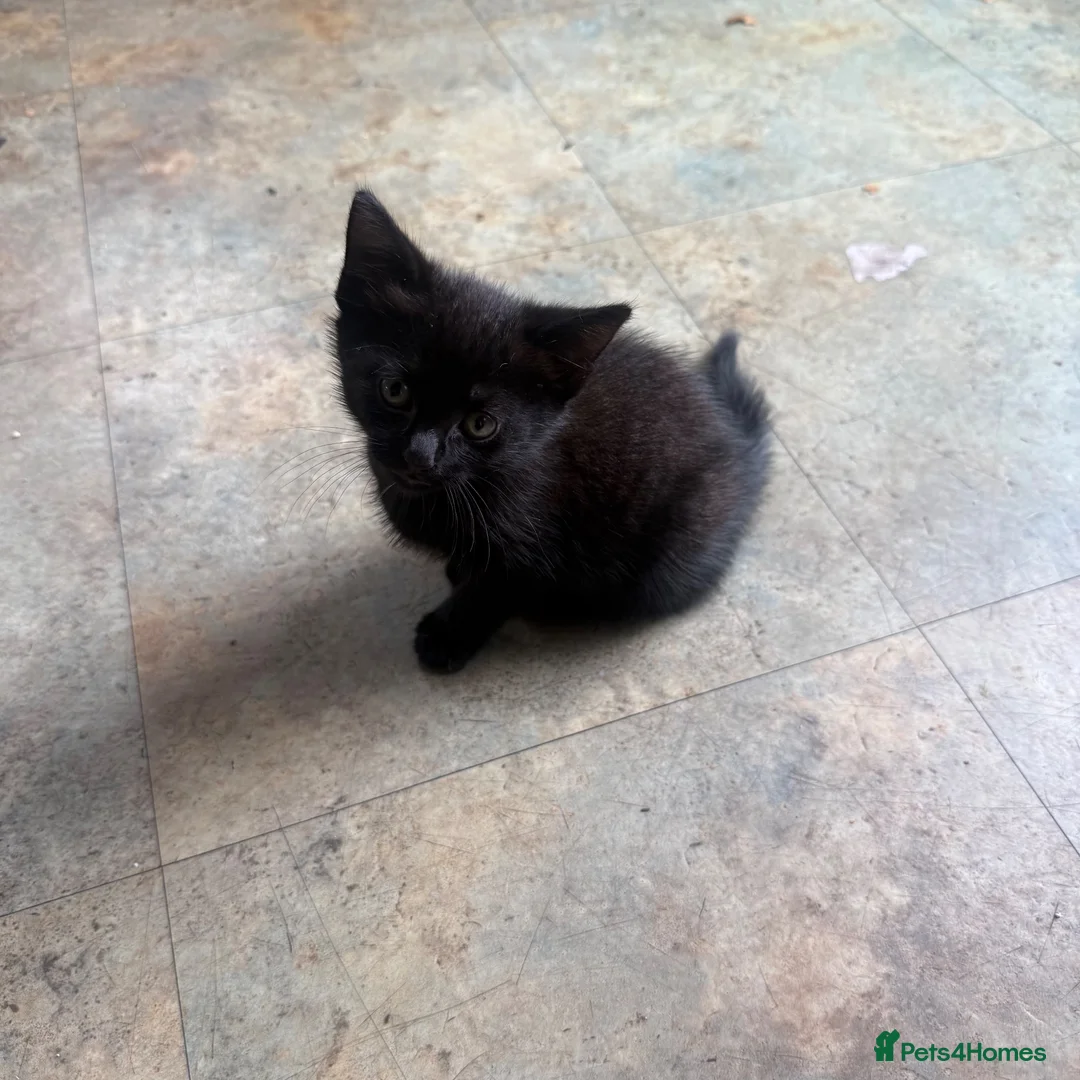 Mixed Breed cats for sale: Kittens  in Preston - Advert 2