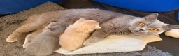 British Shorthair cats for sale: Only one British Blue Boy  in Watford - Advert 6