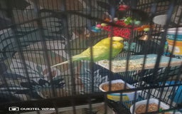 Budgerigars birds for sale: 2 budgies with cage and extras - Image 4