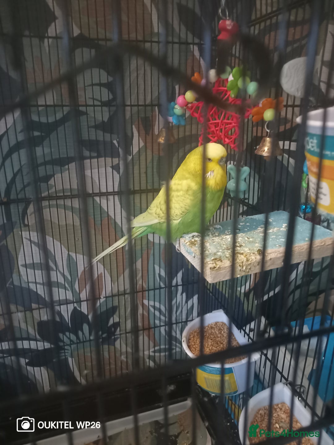 Budgerigars birds for sale: 2 budgies with cage and extras - Image 4
