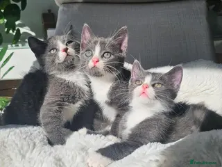 Mixed Breed cats Grey & white kittens * stunning - Advert 10