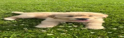 Golden Retriever dogs for sale: Beautiful KC Golden Retriever Puppies - Advert 11
