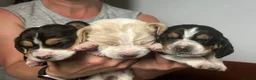 Basset Hound dogs for sale: Stunning KC Basset Hound Pups - Advert 25